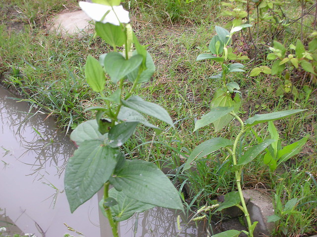 三白草 