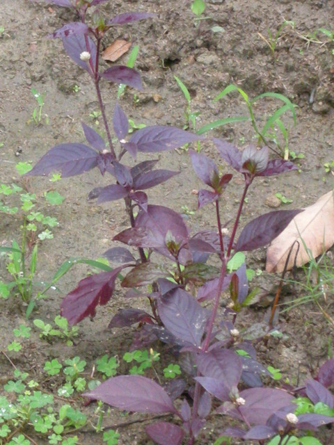 黃龍草 