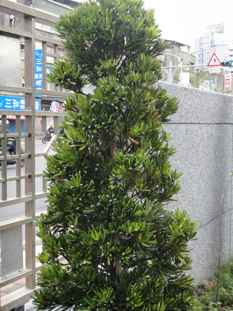 羅漢松 